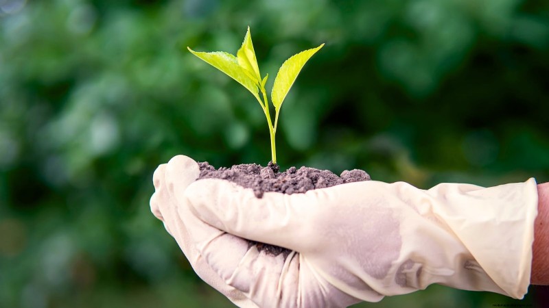 Nanking Cherry Care: Planting, Growing & Harvesting - A Complete Guide
