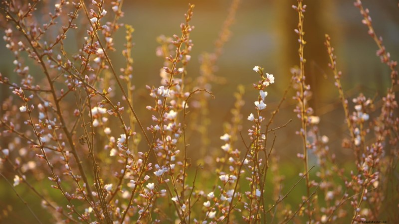 Nanking Cherry Care: Planting, Growing & Harvesting - A Complete Guide