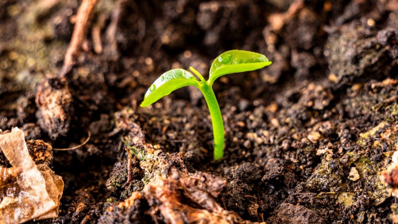Nanking Cherry Care: Planting, Growing & Harvesting - A Complete Guide