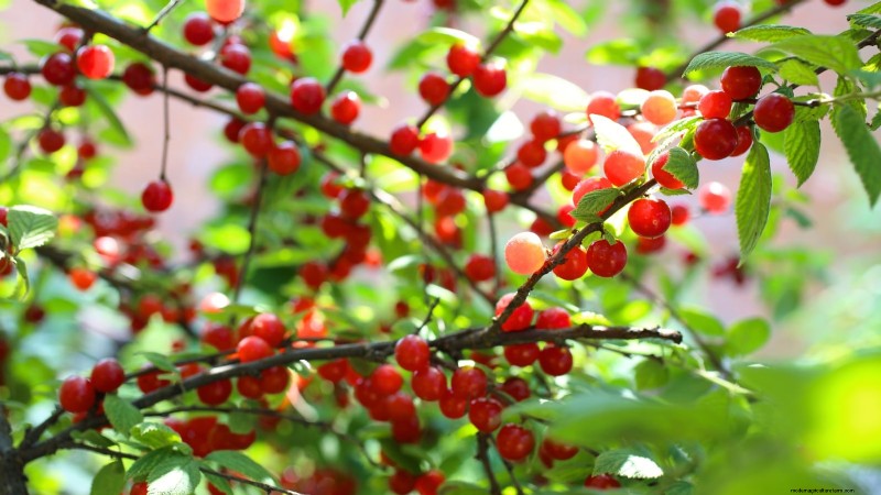 Nanking Cherry Care: Planting, Growing & Harvesting - A Complete Guide