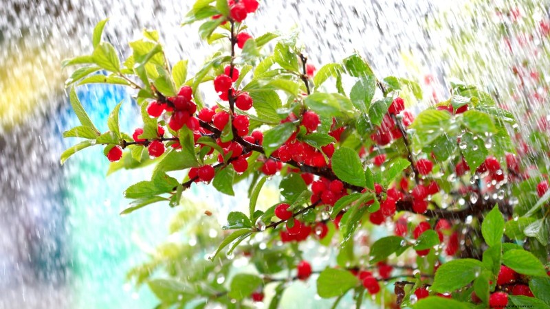 Nanking Cherry Care: Planting, Growing & Harvesting - A Complete Guide