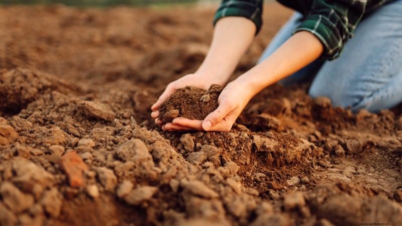 Nanking Cherry Care: Planting, Growing & Harvesting - A Complete Guide