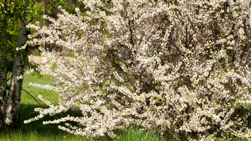 Nanking Cherry Care: Planting, Growing & Harvesting - A Complete Guide
