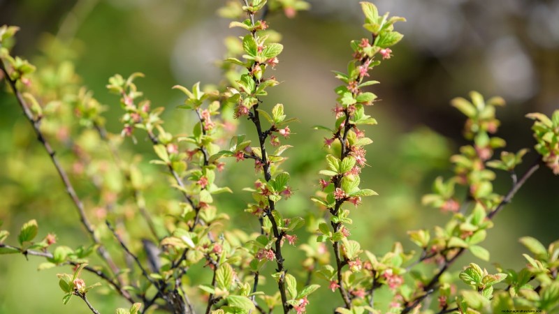 Nanking Cherry Care: Planting, Growing & Harvesting - A Complete Guide