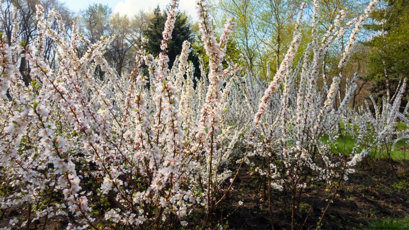 Nanking Cherry Care: Planting, Growing & Harvesting - A Complete Guide