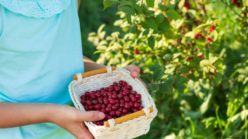 Nanking Cherry Care: Planting, Growing & Harvesting - A Complete Guide