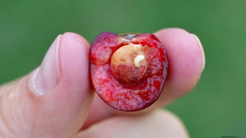 Nanking Cherry Care: Planting, Growing & Harvesting - A Complete Guide