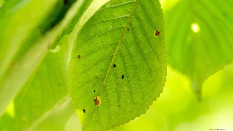 Nanking Cherry Care: Planting, Growing & Harvesting - A Complete Guide
