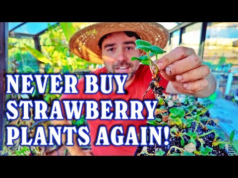 Free Strawberry Propagation: Multiply Your Crop Naturally