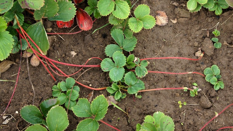 Free Strawberry Propagation: Multiply Your Crop Naturally