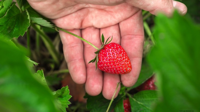 Free Strawberry Propagation: Multiply Your Crop Naturally
