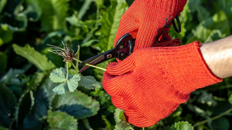 Free Strawberry Propagation: Multiply Your Crop Naturally