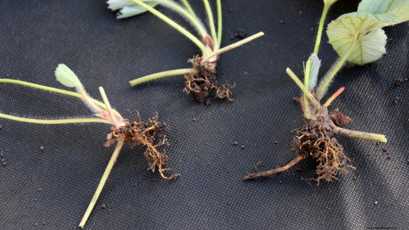 Free Strawberry Propagation: Multiply Your Crop Naturally