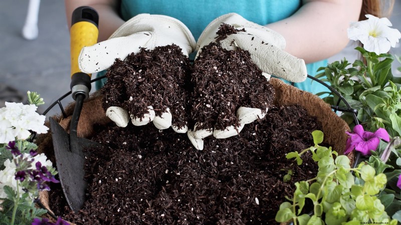 Free Strawberry Propagation: Multiply Your Crop Naturally