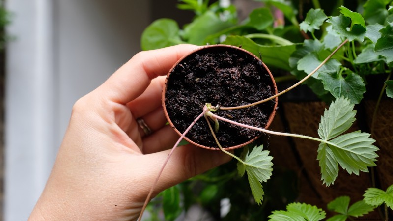 Free Strawberry Propagation: Multiply Your Crop Naturally