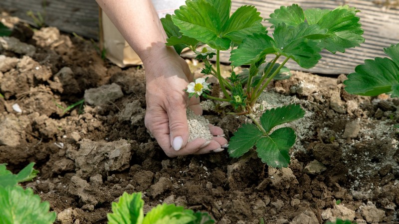 Free Strawberry Propagation: Multiply Your Crop Naturally