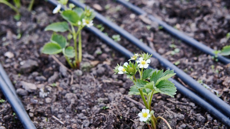 Free Strawberry Propagation: Multiply Your Crop Naturally