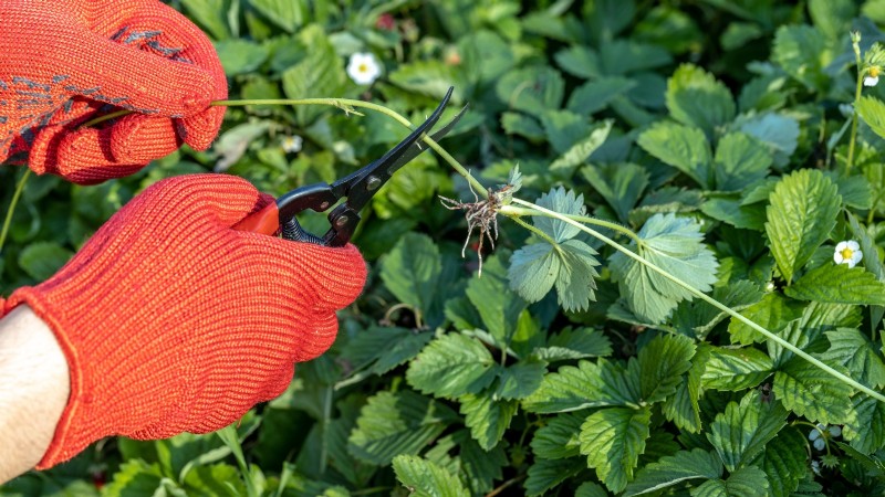 Free Strawberry Propagation: Multiply Your Crop Naturally