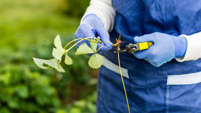 Free Strawberry Propagation: Multiply Your Crop Naturally