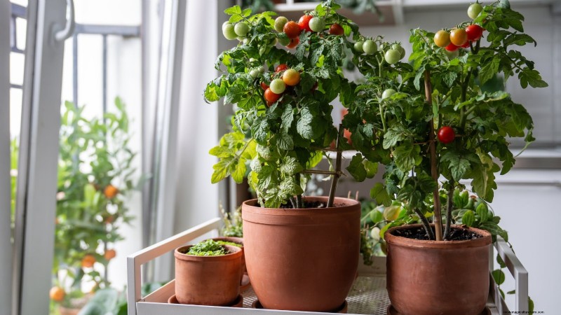 Preventing Leggy Seedlings: A Gardener s Guide