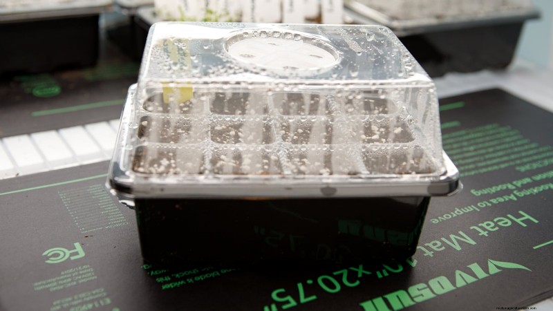 Preventing Leggy Seedlings: A Gardener s Guide