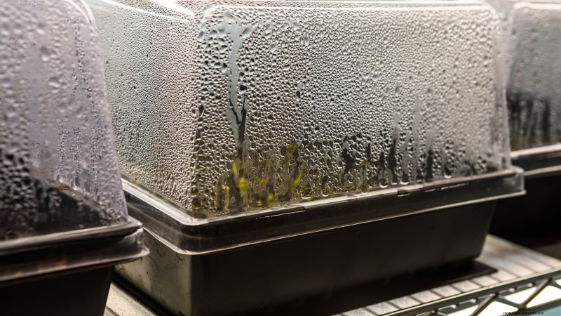 Preventing Leggy Seedlings: A Gardener s Guide