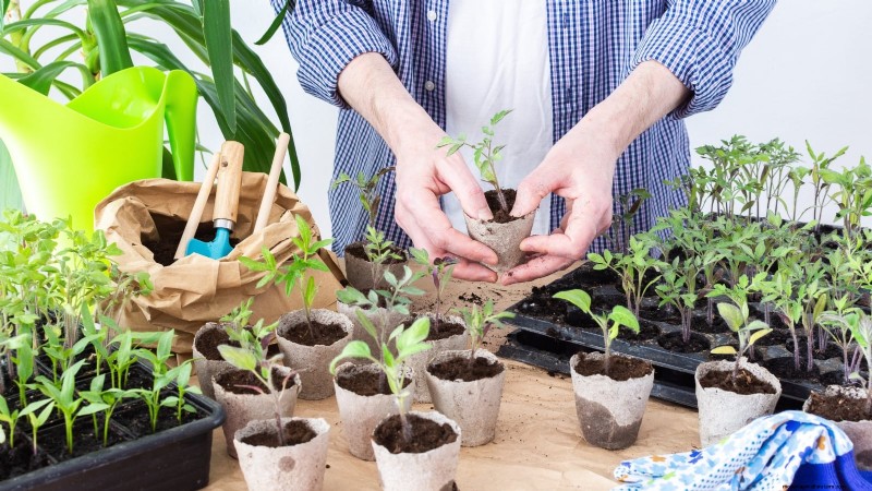 Preventing Leggy Seedlings: A Gardener s Guide