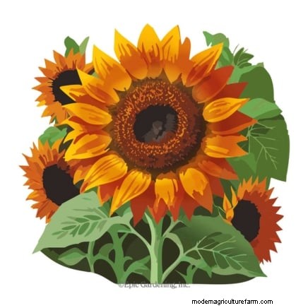 Build a Resilient Survival Garden: Food Security & Self-Reliance
