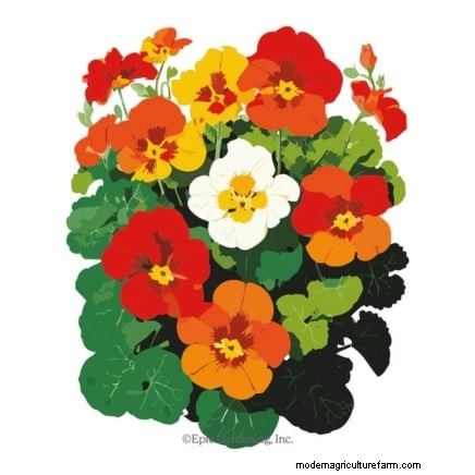 Build a Resilient Survival Garden: Food Security & Self-Reliance