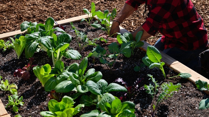Build a Resilient Survival Garden: Food Security & Self-Reliance