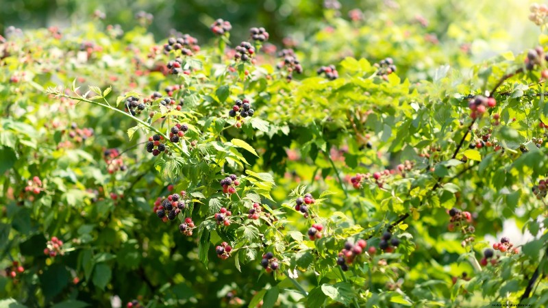 Build a Resilient Survival Garden: Food Security & Self-Reliance
