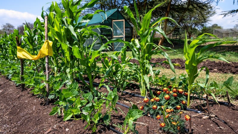 Build a Resilient Survival Garden: Food Security & Self-Reliance