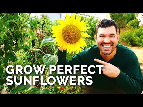 Build a Resilient Survival Garden: Food Security & Self-Reliance