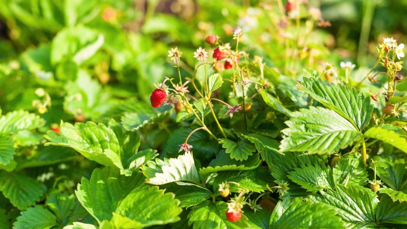 Build a Resilient Survival Garden: Food Security & Self-Reliance