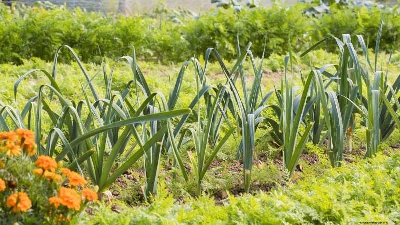 Build a Resilient Survival Garden: Food Security & Self-Reliance