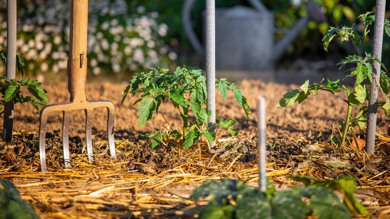 Build a Resilient Survival Garden: Food Security & Self-Reliance