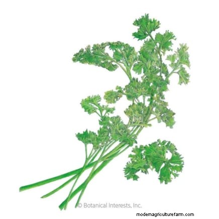 Indoor Parsley Growing Guide: 7 Expert Tips for Fresh Herbs