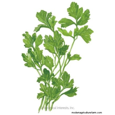 Indoor Parsley Growing Guide: 7 Expert Tips for Fresh Herbs