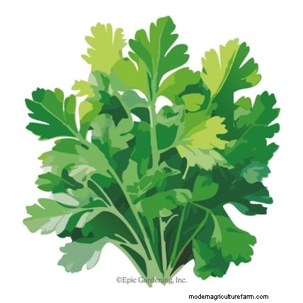 Indoor Parsley Growing Guide: 7 Expert Tips for Fresh Herbs