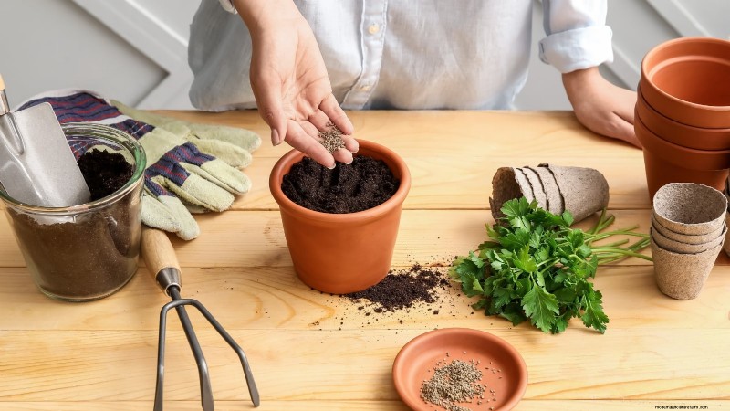 Indoor Parsley Growing Guide: 7 Expert Tips for Fresh Herbs