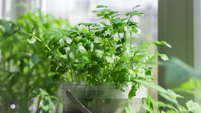 Indoor Parsley Growing Guide: 7 Expert Tips for Fresh Herbs