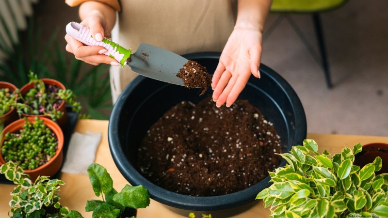 Indoor Parsley Growing Guide: 7 Expert Tips for Fresh Herbs