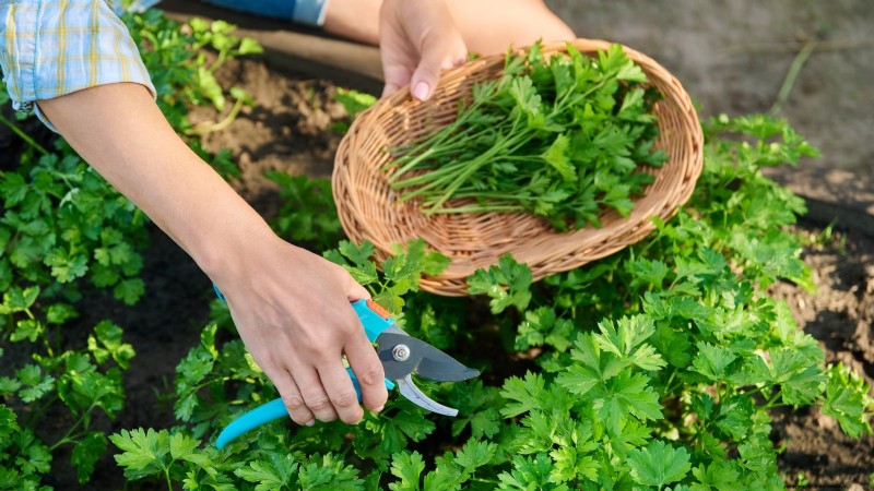 Indoor Parsley Growing Guide: 7 Expert Tips for Fresh Herbs