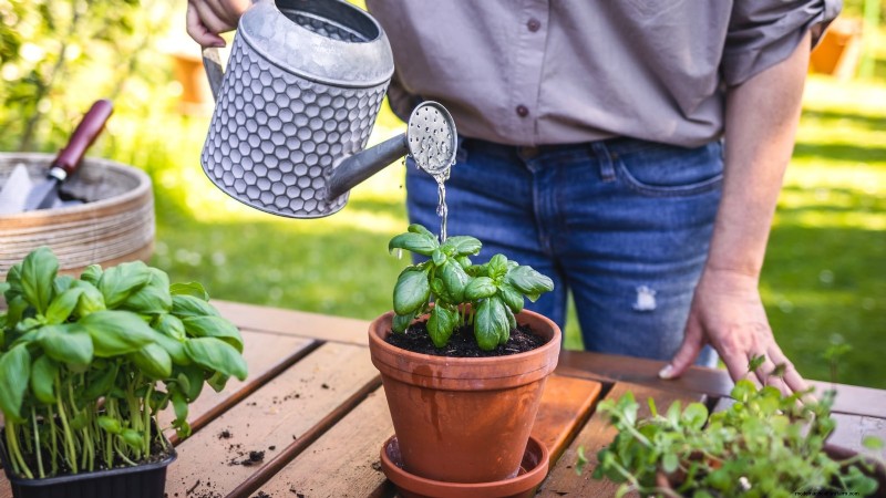 Indoor Herb Gardening: Troubleshooting Common Problems & Solutions
