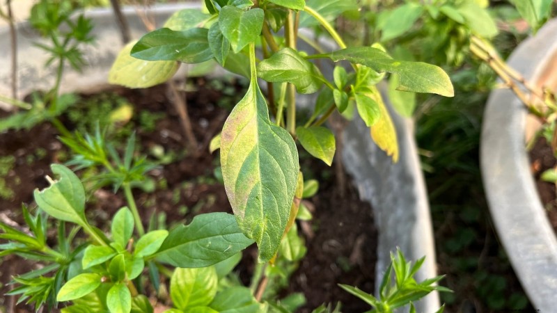 Indoor Herb Gardening: Troubleshooting Common Problems & Solutions