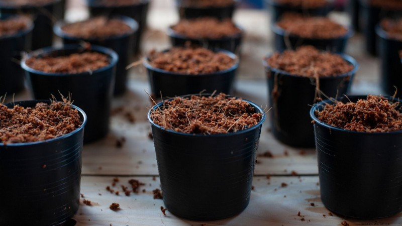 Indoor Herb Gardening: Troubleshooting Common Problems & Solutions