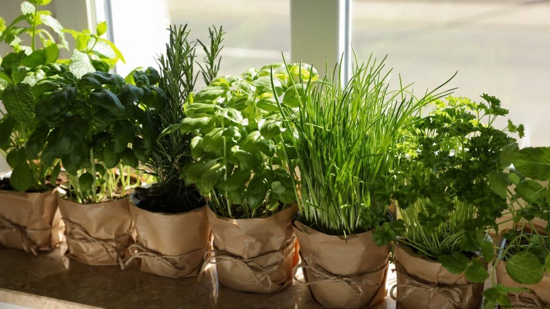 Indoor Herb Gardening: Troubleshooting Common Problems & Solutions