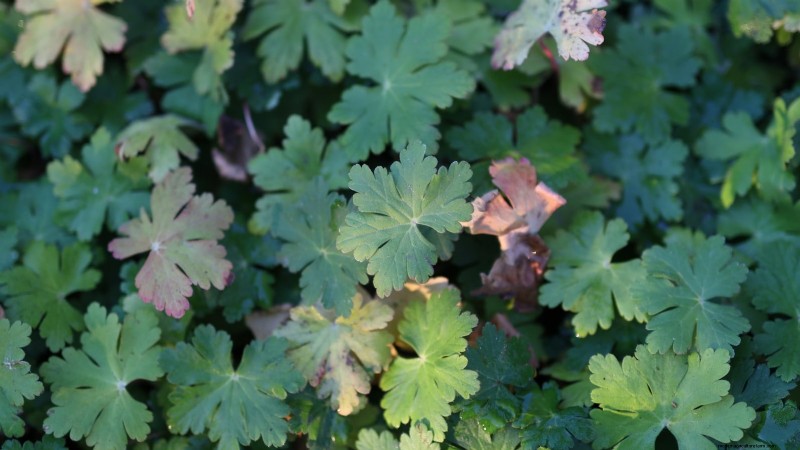 Indoor Herb Gardening: Troubleshooting Common Problems & Solutions