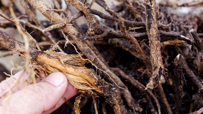 Indoor Herb Gardening: Troubleshooting Common Problems & Solutions