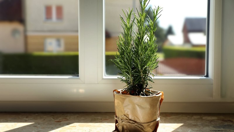 Indoor Herb Gardening: Troubleshooting Common Problems & Solutions
